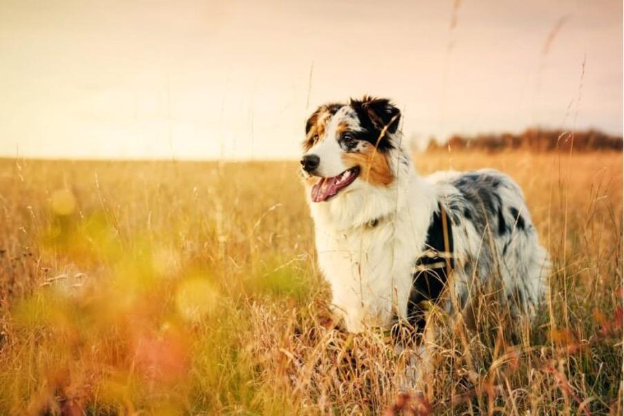 ブログ 犬用のターメリック ウコン 効用と使用方法 ブログ