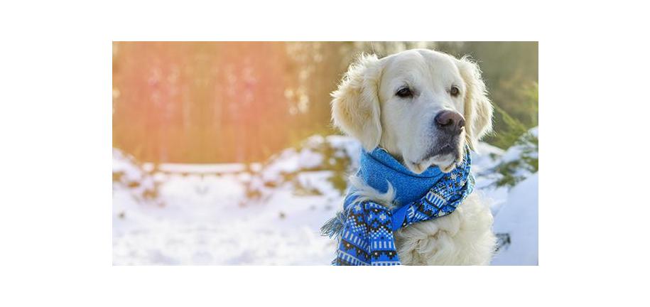 冬の気候の中、あなたの犬を安全に守るために注意できること