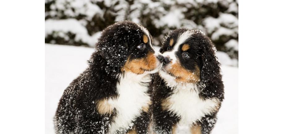 私たちは冬が犬の肉球にとって過酷になる可能性があることを理解する必要があります。