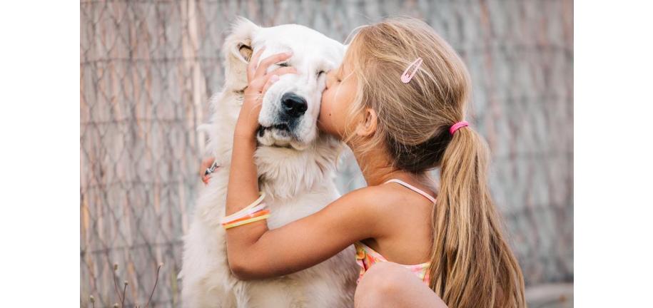 犬が人間に愛を示す5つの行動