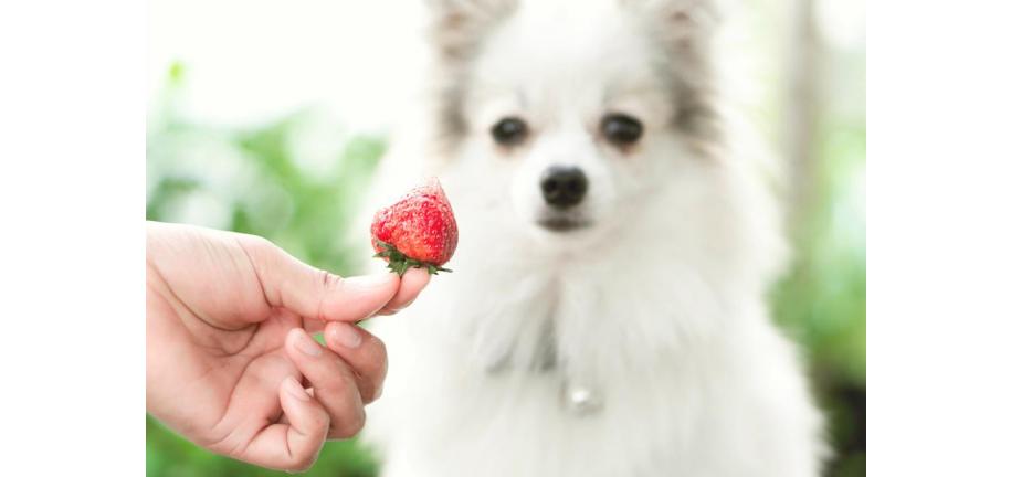  犬はイチゴを食べることができますか？