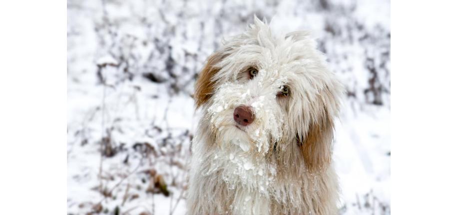 冬に愛犬を守る方法