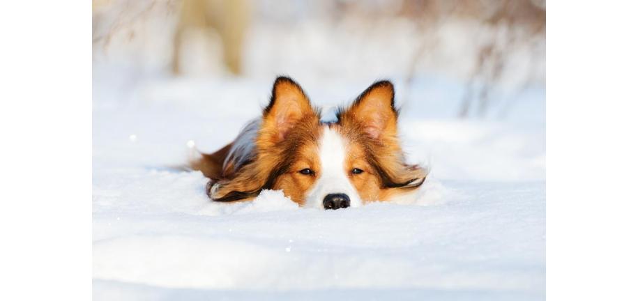  冬に愛犬を守る方法