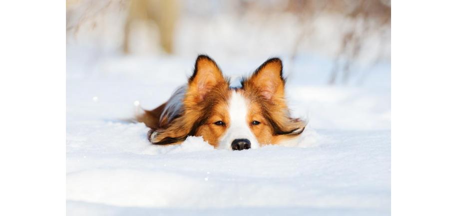 冬に愛犬を守る方法