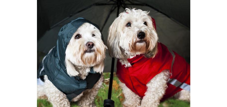 雨は犬にどんな影響をおよぼしますか?