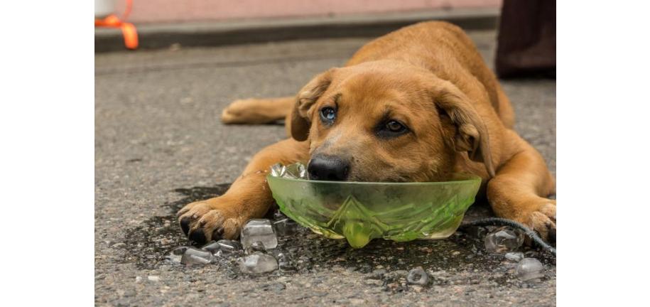 あなたの犬を夏の暑さと熱中症から守るための6つの方法