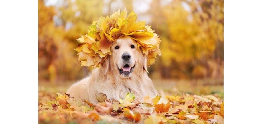 犬が秋を愛する理由！