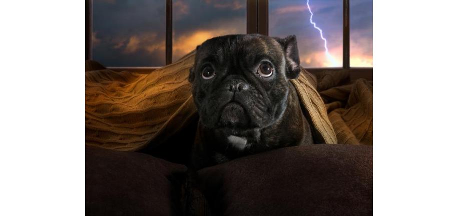 雷雨:犬を落ち着かせるための5つのヒント
