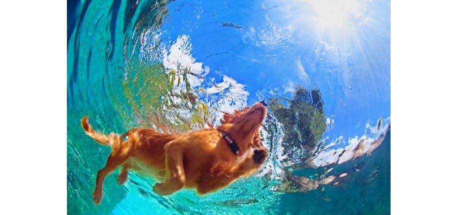 すべての犬は泳げるのか？