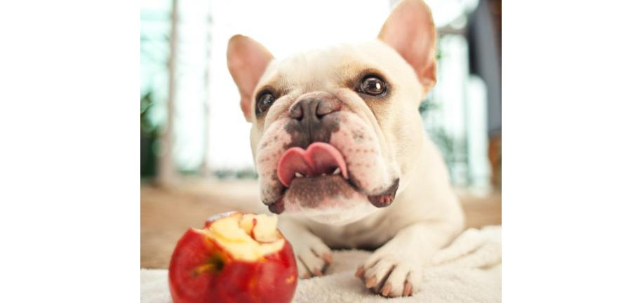 りんごは犬の健康に良い？