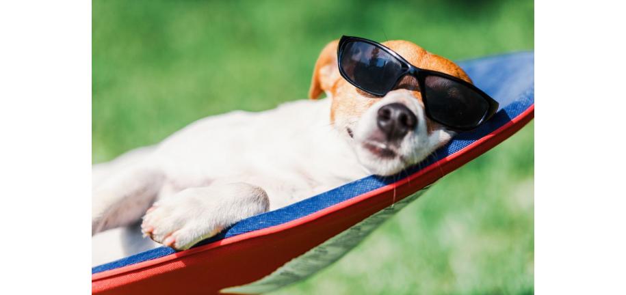 あなたの犬を夏の暑さと熱中症から守るための6つの方法