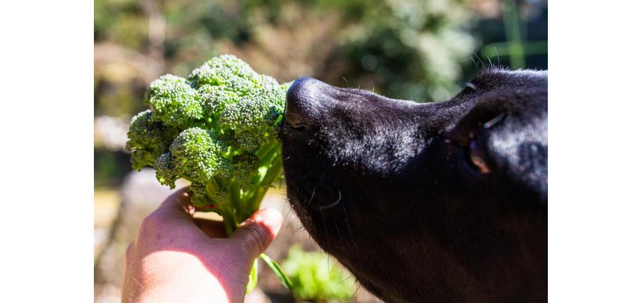 犬はブロッコリーを食べられるのか？