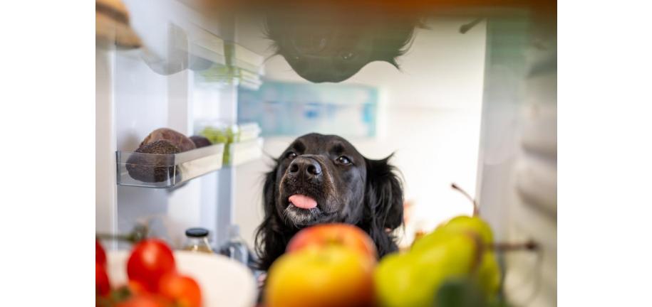 犬はアボカドを食べても大丈夫？