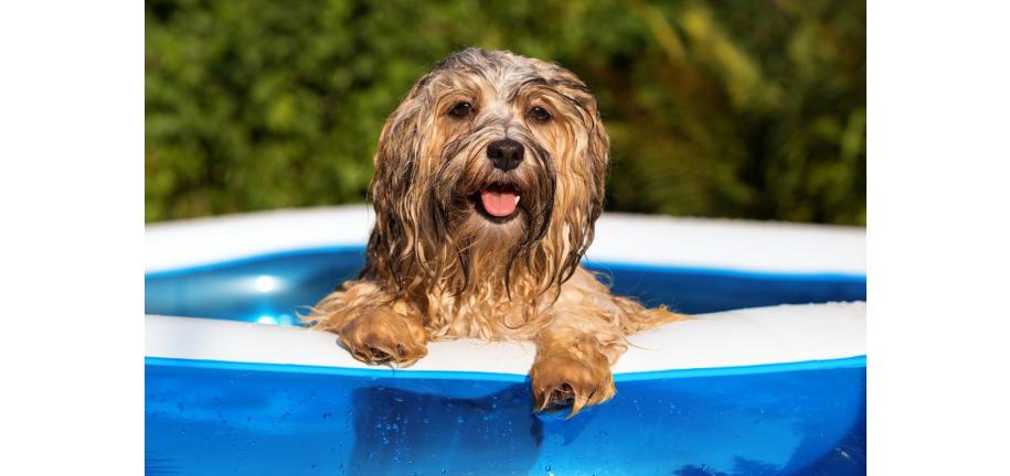 あなたの犬を夏の暑さと熱中症から守るための6つの方法
