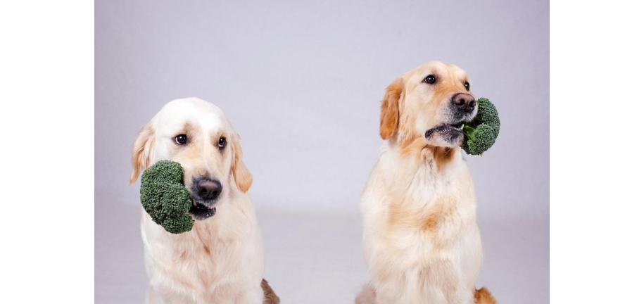 犬はブロッコリーを食べられるのか？