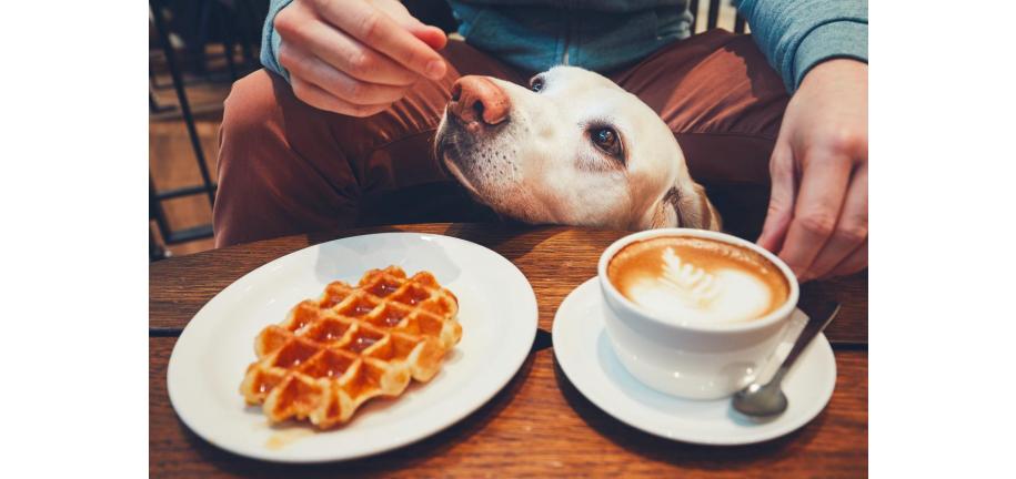 犬がコーヒーを飲んだ場合の対処法とは？