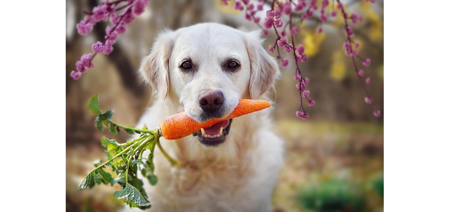 犬はニンジンを食べられる？