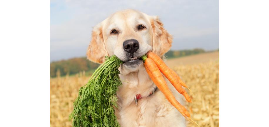 犬はニンジンを食べられる？