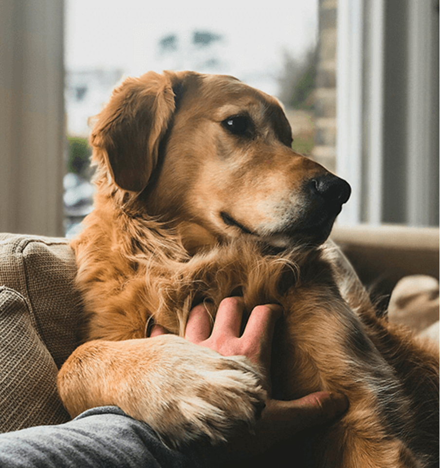 ブログ 犬用のターメリック ウコン 効用と使用方法 ブログ