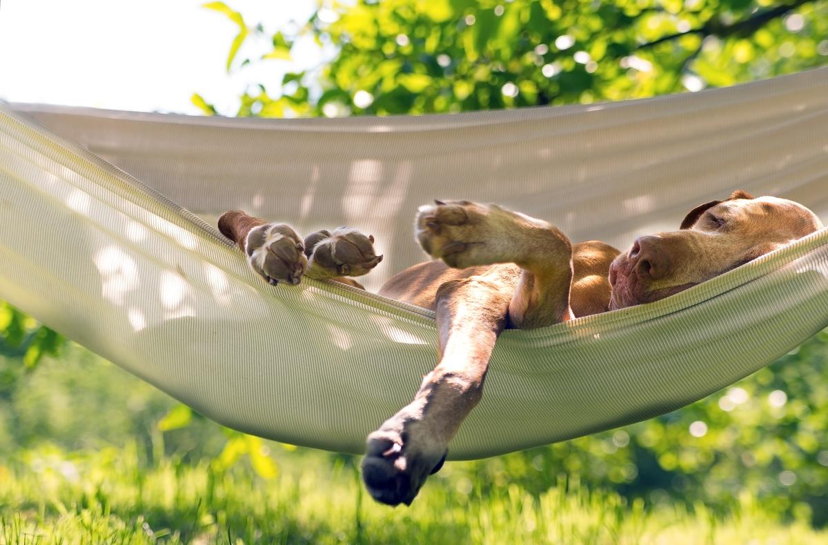 あなたの犬が夏を涼しく過ごすためのアクティビティ