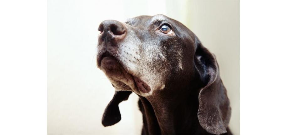 シニア犬にはどんな食事を与えるべき?