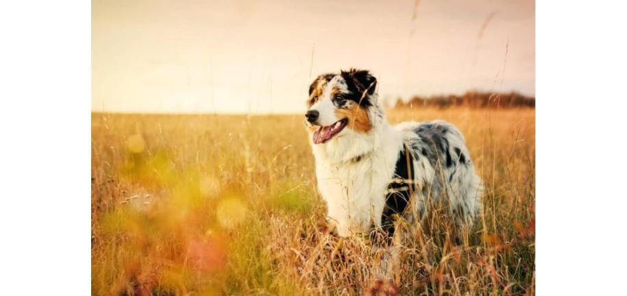 犬用のターメリック(ウコン): 効用と使用方法