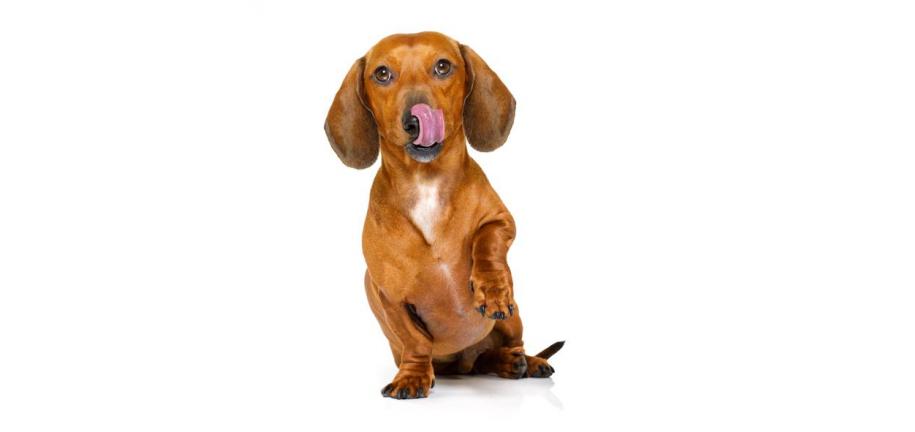 ニンニクは犬に与えても大丈夫?