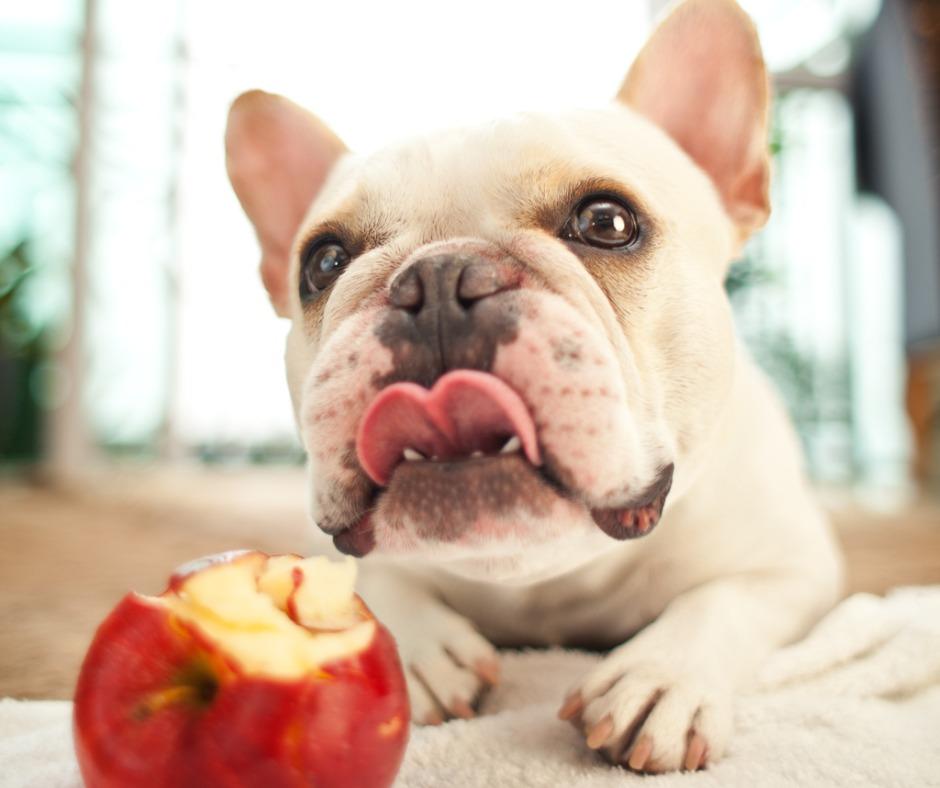 りんごは犬の健康に良い?
