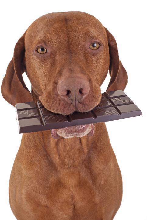 チョコレート中毒とは?