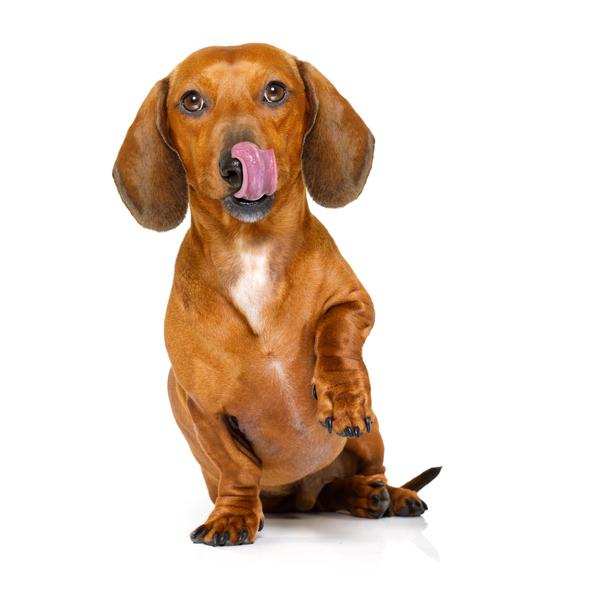 ニンニクは犬に与えても大丈夫?