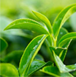 緑茶