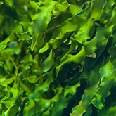 海藻 - グレイン フリー ドッグフード